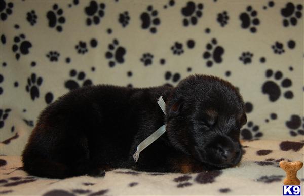 German Shepherd Puppies